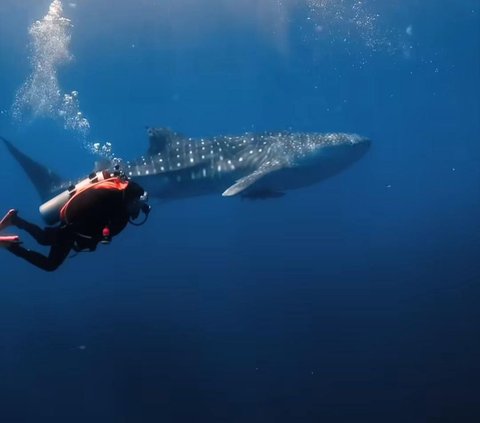 Aksi Keren Prilly Latuconsina Berenang Bareng Whale Shark di Laut, Tuai Banyak Pujian