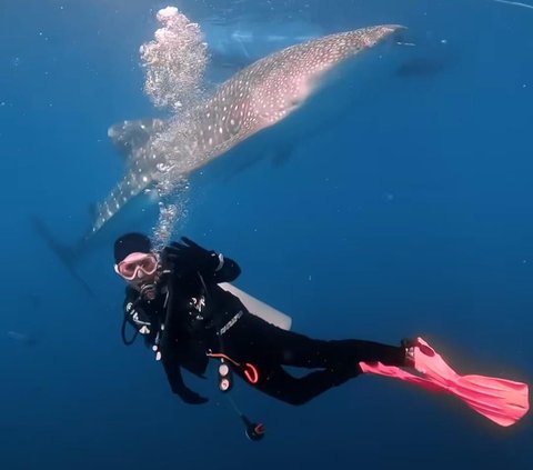 Aksi Keren Prilly Latuconsina Berenang Bareng Whale Shark di Laut, Tuai Banyak Pujian