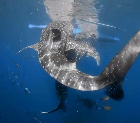 Aksi Keren Prilly Latuconsina Berenang Bareng Whale Shark di Laut, Tuai Banyak Pujian