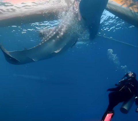 Aksi Keren Prilly Latuconsina Berenang Bareng Whale Shark di Laut, Tuai Banyak Pujian