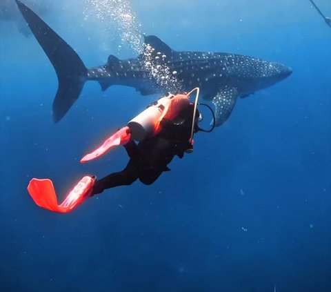 Aksi Keren Prilly Latuconsina Berenang Bareng Whale Shark di Laut, Tuai Banyak Pujian