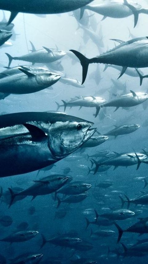 <b>2 Mei Hari Tuna Sedunia, Momen untuk Mengenal Ikan Penuh Gizi </b>