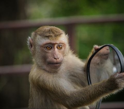Bayi Dua Bulan Jadi Korban Serangan Monyet Liar
