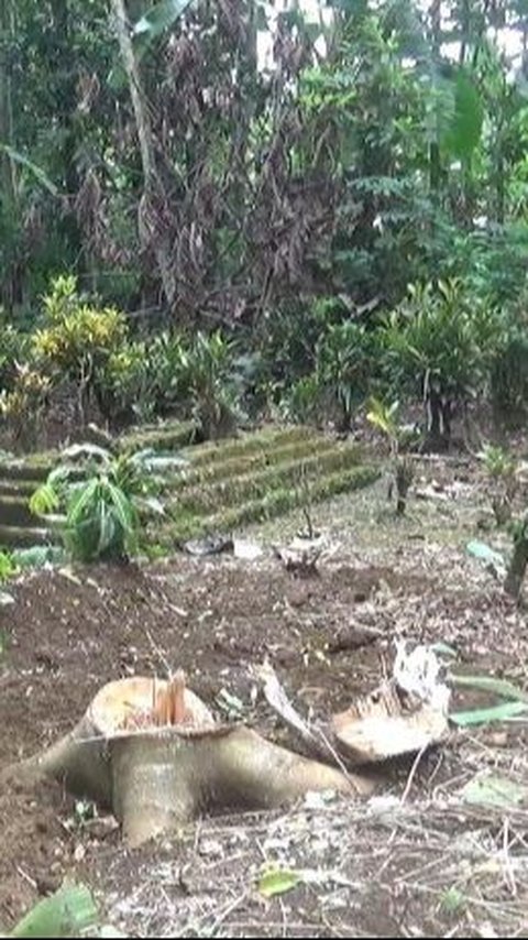 Geger Video Pembongkaran Makam Bayi di Lumajang, Polisi Ungkap Cerita Sebenarnya