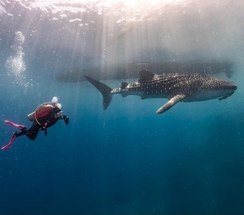 10 Potret Keseruan Prilly Latuconsina saat Diving di Gorontalo Bertemu Whale Shark, Foto-fotonya Keren Banget!