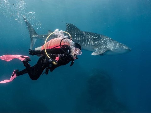 10 Potret Keseruan Prilly Latuconsina saat Diving di Gorontalo Bertemu Whale Shark, Foto-fotonya Keren Banget!