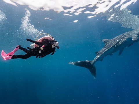 10 Potret Keseruan Prilly Latuconsina saat Diving di Gorontalo Bertemu Whale Shark, Foto-fotonya Keren Banget!