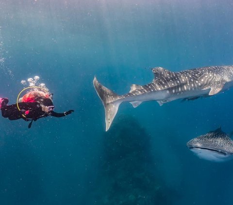 10 Potret Keseruan Prilly Latuconsina saat Diving di Gorontalo Bertemu Whale Shark, Foto-fotonya Keren Banget!