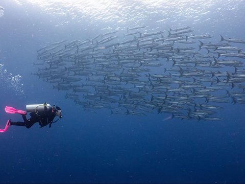 10 Potret Keseruan Prilly Latuconsina saat Diving di Gorontalo Bertemu Whale Shark, Foto-fotonya Keren Banget!