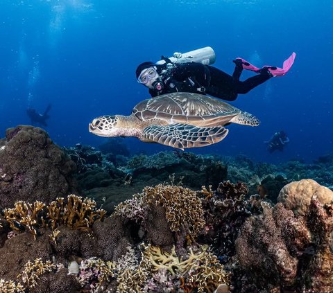 10 Potret Keseruan Prilly Latuconsina saat Diving di Gorontalo Bertemu Whale Shark, Foto-fotonya Keren Banget!