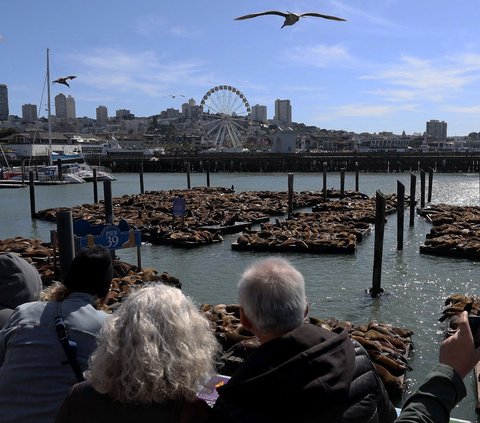 Sejumlah turis menyaksikan ribuan singa laut yang bersantai di Dermaga Pier 39, San Fransisco, California, Amerika Serikat, pada 5 Mei 2024. Dilaporkan, ada lebih dari 1.000 ekor singa laut yang mendatangi dermaga populer bagi wisatawan tersebut. Justin Sullivan/Getty Images/AFP
