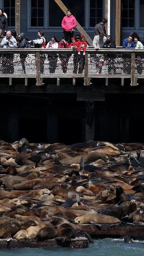 Lonjakan singa laut itu diduga terjadi karena meningkatnya ikan teri dan ikan haring di kawasan tersebut. Justin Sullivan/Getty Images/AFP