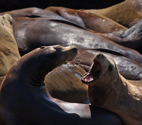 FOTO: Penampakan Ribuan Singa Laut Bersantai di Dermaga Populer California