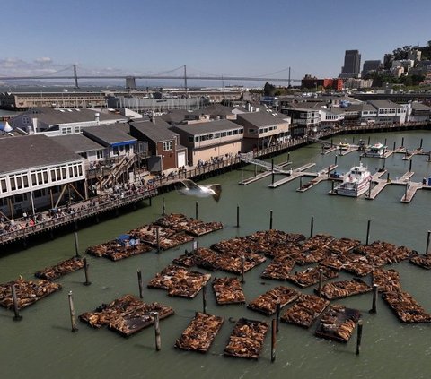 FOTO: Penampakan Ribuan Singa Laut Bersantai di Dermaga Populer California