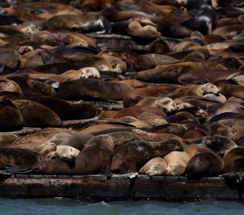 FOTO: Penampakan Ribuan Singa Laut Bersantai di Dermaga Populer California