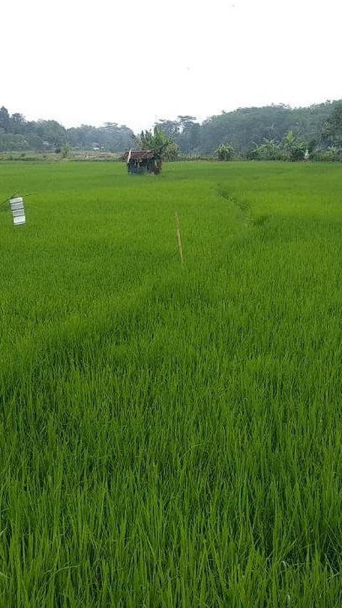 Mengenal Baronde, Tradisi Gotong Royong Masyarakat Tanah Datar saat Panen Padi<br>