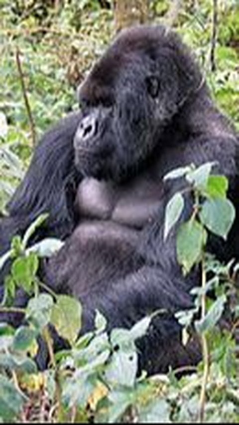 <b>Gorila Gunung (Gorila beringei beringei)</b><br>