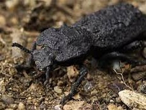 <b><br>Kumbang Berbalut Besi yang Jahat (Phloeodes diabolicus)</b><br>