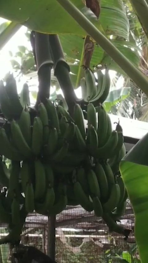 Begini Cerita Pohon Pisang Unik di Cilegon, Punya 3 Tandan dan Waktu Berbuahnya Janggal