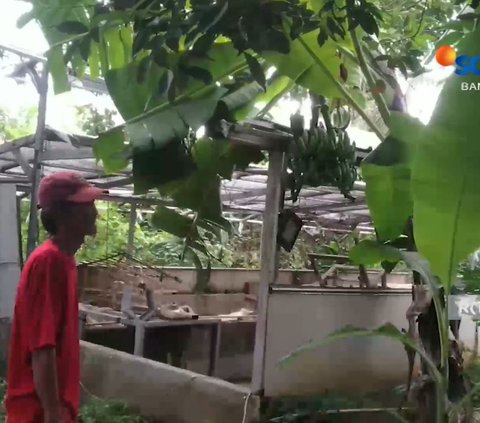 Begini Cerita Pohon Pisang Unik di Cilegon, Punya 3 Tandan dan Waktu Berbuahnya Janggal