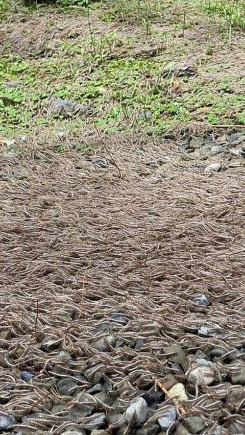 Thought it was falling leaves, turns out millions of centipedes are 'parading' like a river flow, the video is spine-chilling.
