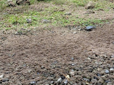 Thought to be Falling Leaves, Turns Out Millions of Centipedes are 'Parading' Like a River, the Video is Chilling