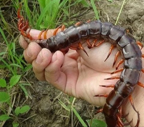 Horror Story: Landscape Architect Works on Customer's Yard, Discovers Large Centipede and Package Containing Bones, the Story Behind It is Chilling