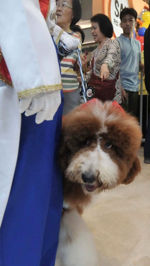 Anjing-anjing yang meramaikan pesta ulang tahun Jesslyn dan Rocky ini hadir dengan berbagai kostum lucu ala karakter Disney. Merdeka.com/Imam Buhori