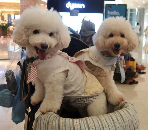 FOTO: Mewahnya Pesta Ulang Tahun Anjing Rocky dan Jesslyn di Mal Jakarta, Dimeriahkan Parade Busana ala Disney