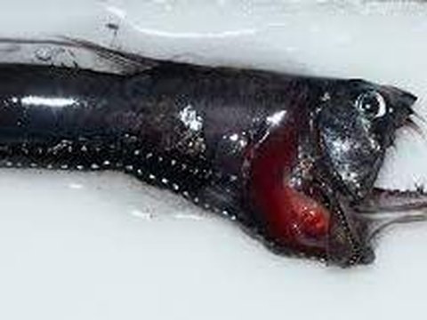 <b>Ikan Viper Pasifik (Chauliodus macouni)</b><br>