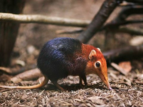 <b>Tikus Gajah (Macroscelididae)</b><br>