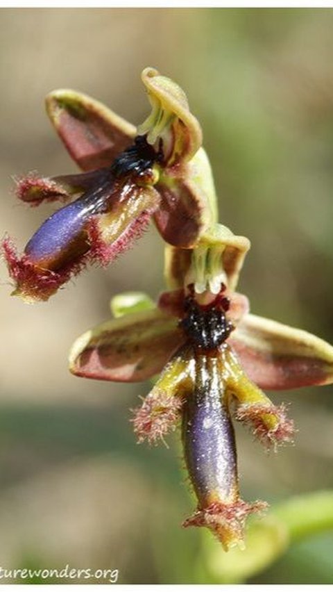 <span>Ophrys Regis-Ferdinandii</span>