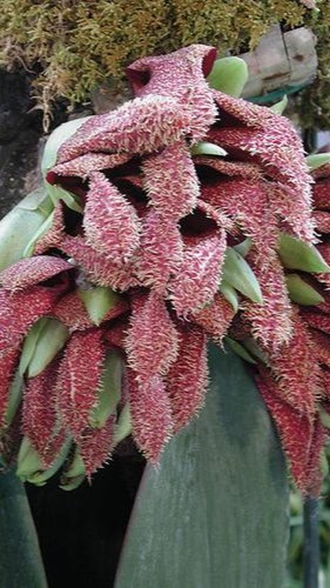 <b>Bulbophyllum phalaenopsis</b>

This text remains the same in English, while preserving the HTML tags.