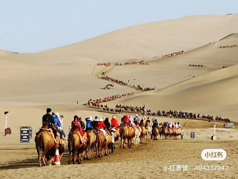 Because of its Crowdedness, This Tourist Destination in the Middle of the Desert Has Special Camel Traffic Lights