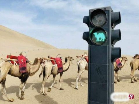 Because of its Crowdedness, This Tourist Destination in the Middle of the Desert Has Special Camel Traffic Lights