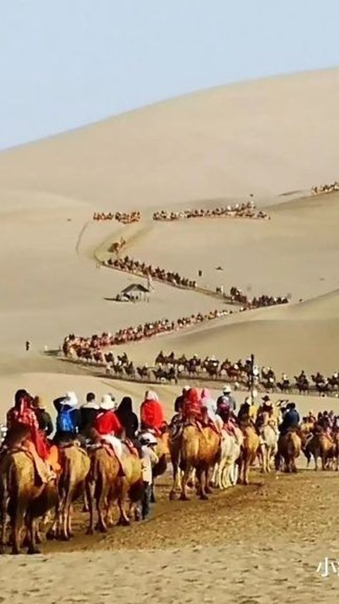 Because of its Crowdedness, This Tourist Destination in the Middle of the Desert Has Special Camel Traffic Lights