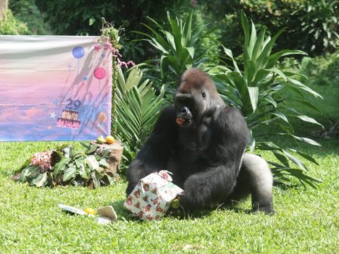 FOTO: Melihat Kegembiraan Gorila Merayakan Ulang Tahun di Taman Margasatwa Ragunan