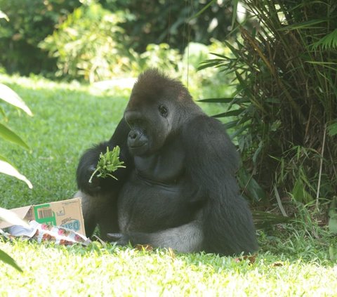 FOTO: Melihat Kegembiraan Gorila Merayakan Ulang Tahun di Taman Margasatwa Ragunan