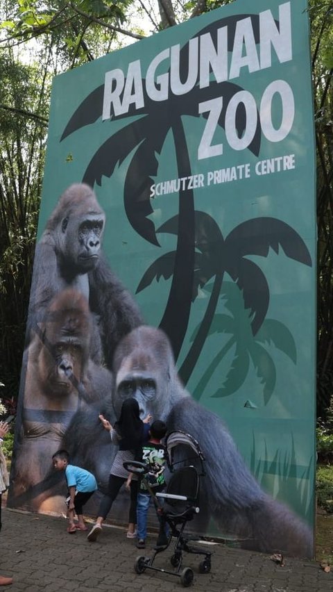 Kumbo dan Kihi lahir tanggal 8 mei 1995 di kebun binatang Howletts di Inggris. Foto: Istimewa<br>