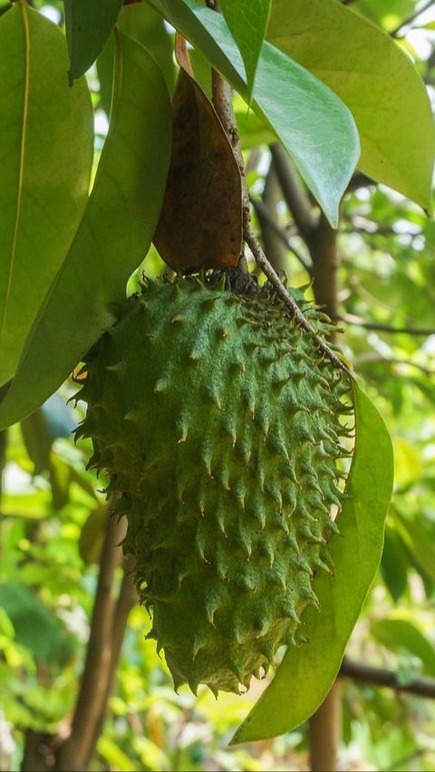 10 Manfaat Buah Sirsak untuk Wanita, Meningkatkan Peluang Kehamilan