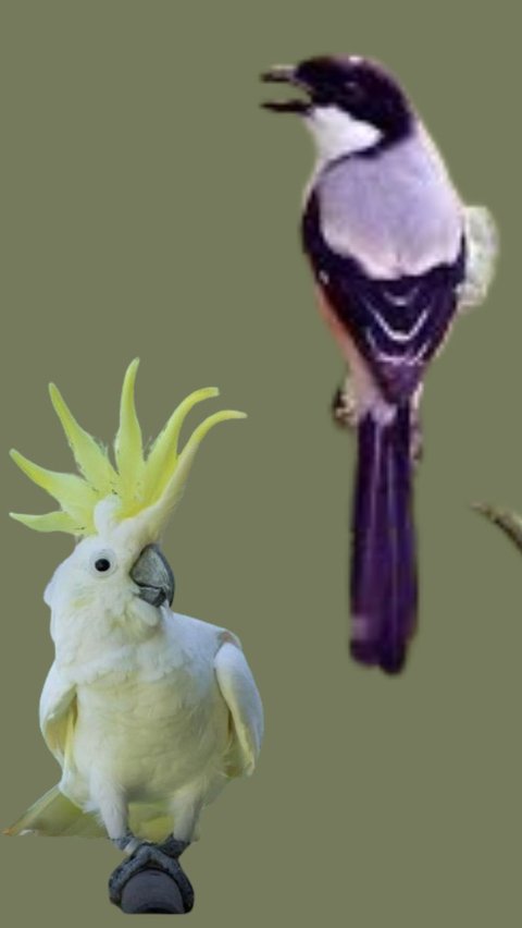Mengenal 3 Burung Unik Asli Madura, Ada yang Bersuara Aneh dan Menakutkan saat Malam Hari<br>