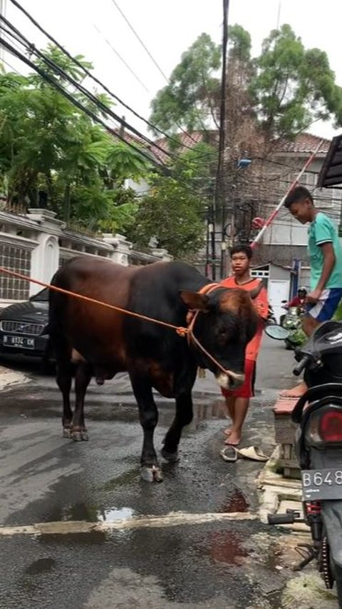 Pria Ini Beli Sapi saat Putus Cinta, Kisahnya Viral Curi Perhatian