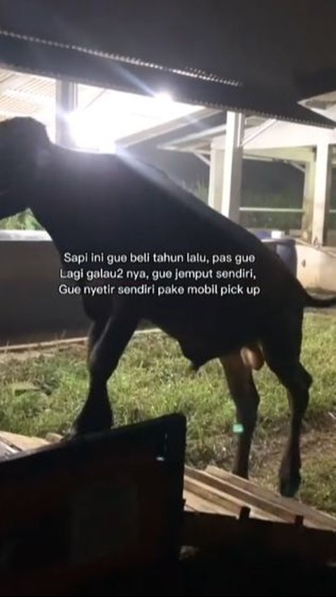 Pria Ini Beli Sapi saat Putus Cinta, Kisahnya Viral Curi Perhatian