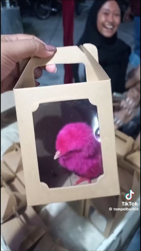 Viral Souvenir Pernikahan Unik di Mojokerto, Berisi Ayam Warna-warni<br>