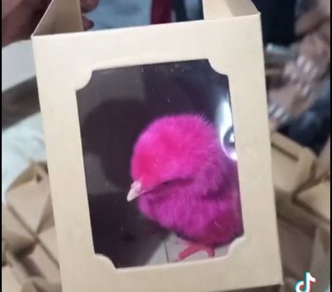 Viral Souvenir Pernikahan Unik di Mojokerto, Berisi Ayam Warna-warni