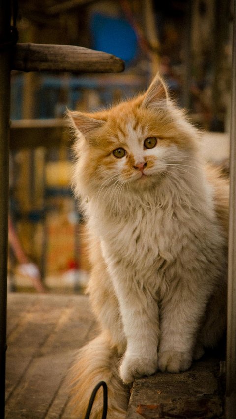 <b>Jenis Kucing Peliharaan Favorit dengan Karakteristik Unik yang Lucu dan Menggemaskan</b>