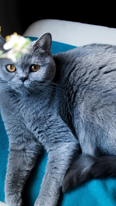 <b>British Shorthair</b>