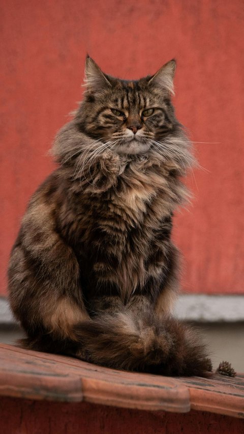 <b>Kucing Maine Coon</b>