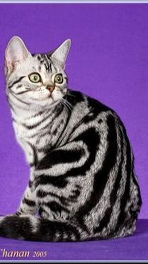 <b>American Shorthair</b>