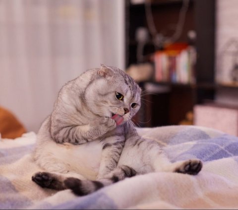 Scottish Fold. (Credit: Shutterstock)